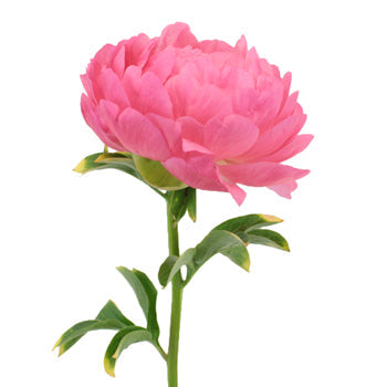 Coral Sunset Peony Side Stem View