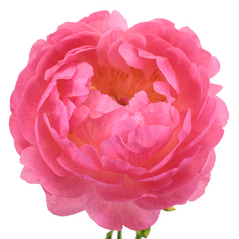 Coral Sunset Peony Stem
