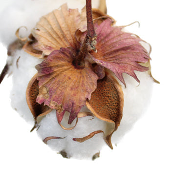 Wholesale Cotton Branches