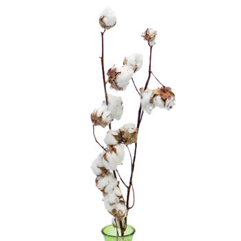 Wholesale Cotton Branches