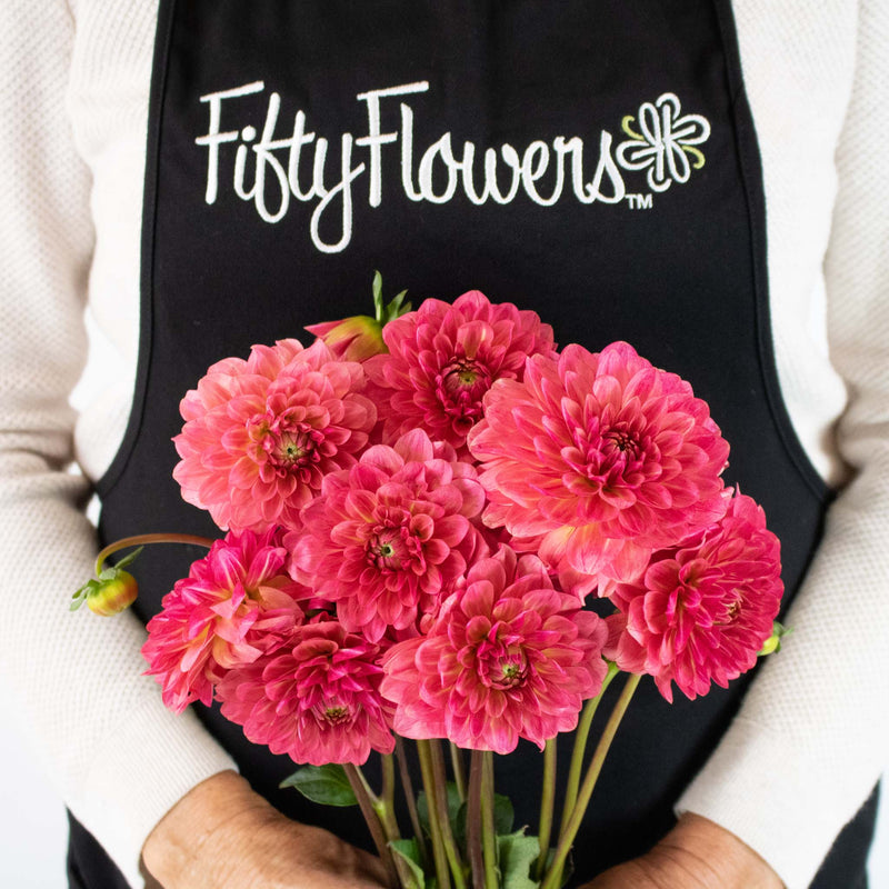Cranberry Cocktail Dahlia Flower Bunch in Hand
