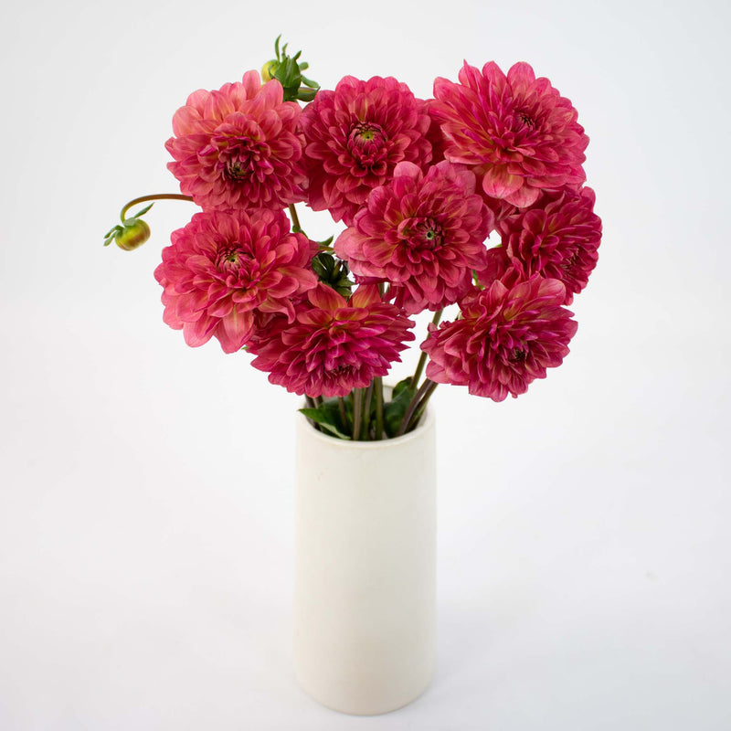 Cranberry Cocktail Dahlia Flower Bunch in Hand