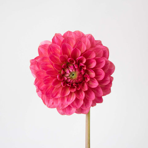 Cranberry Cocktail Dahlia Flower Stem