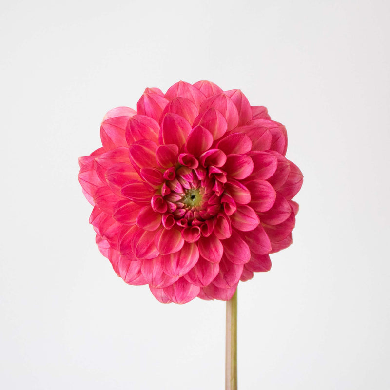 Cranberry Cocktail Dahlia Flower Stem