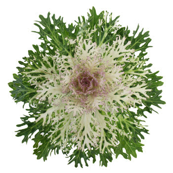 King Kale Bulk Fresh Flower