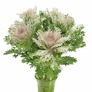 King Kale Bulk Fresh Flower