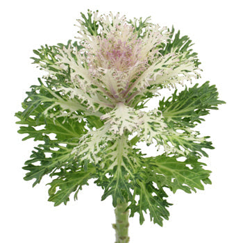 King Kale Bulk Fresh Flower