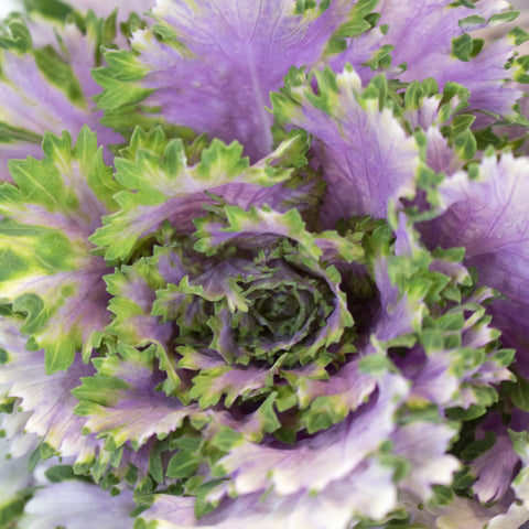 Purple Crane Rose Kale Up Close