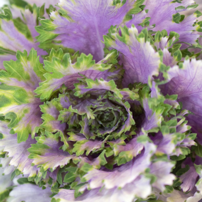 Purple Crane Rose Kale Up Close