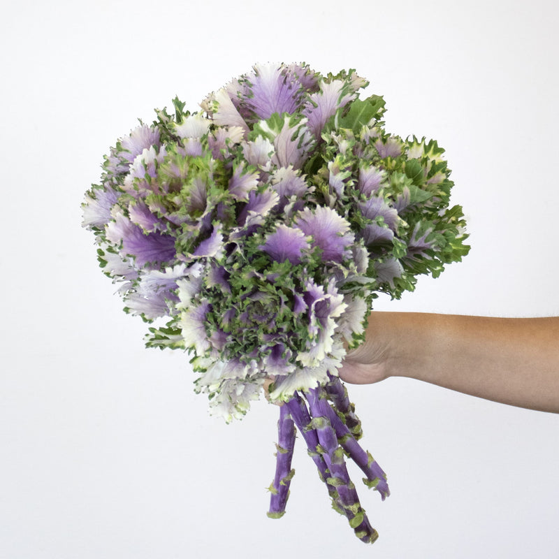 Purple Crane Rose Kale Bunch in Hand