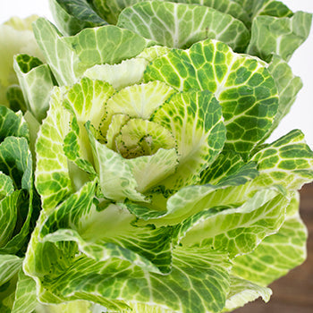 Kale White Bulk Flower