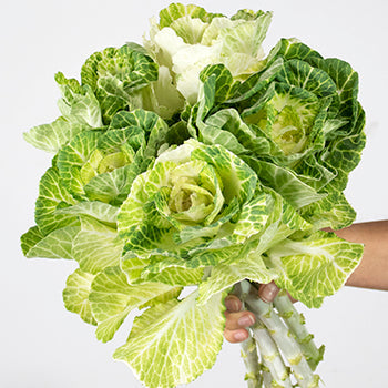 Kale White Bulk Flower