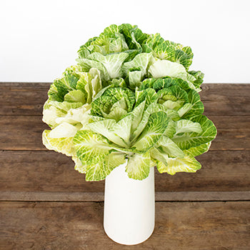Kale White Bulk Flower