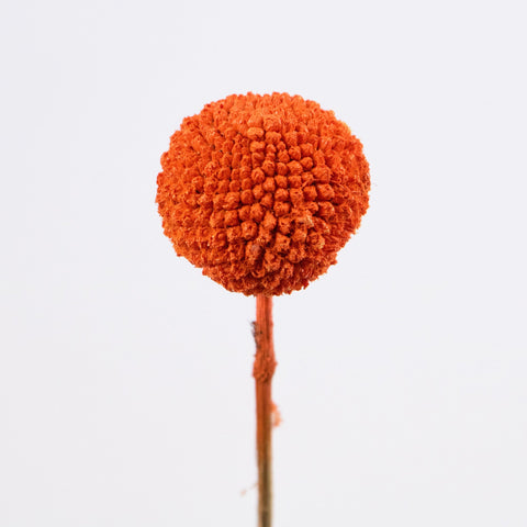 Craspedia Billy Balls Orange Flower Stem