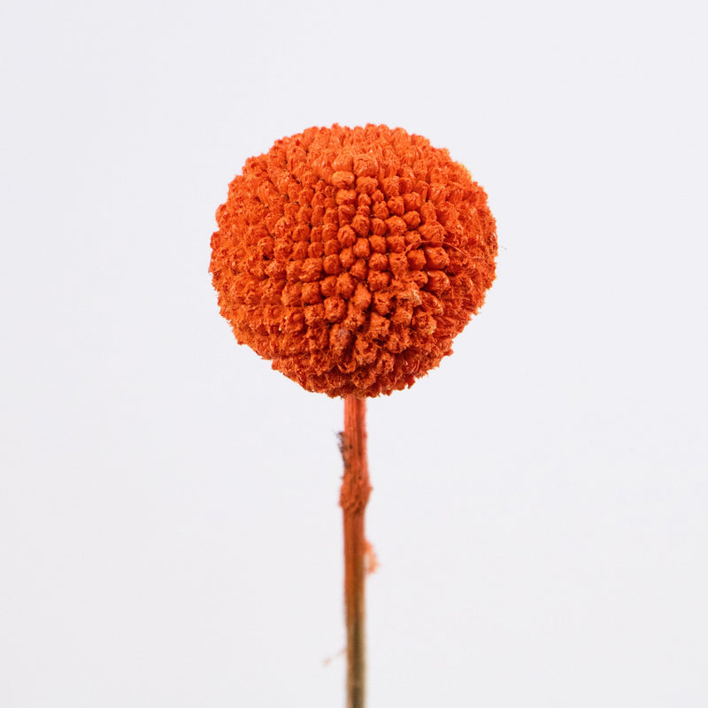 Craspedia Billy Balls Orange Flower Stem
