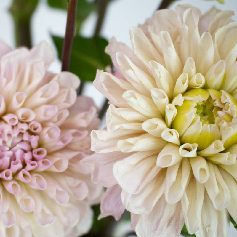Cream Destiny Dahlia Flower Up Close