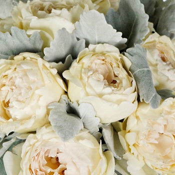 Cream Garden Rose and Dusty Miller DIY Wedding Flowers up close