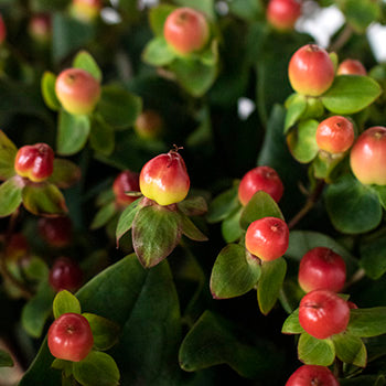 Cream and red hypericum berry DIY wedding flowers