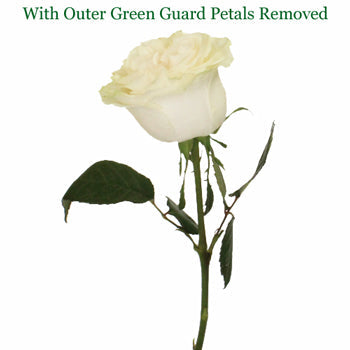 Creamy Ivory Garden Rose Side Stem View