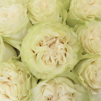 Creamy Ivory Roses up close