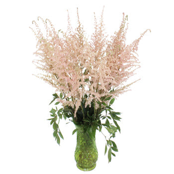 Creamy Pink Astilbe Flower May to October