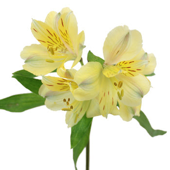 Creamy Yellow alstroemeria Wholesale Stem Close up
