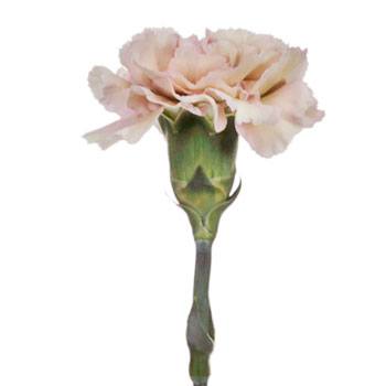 Creola Dusty Rose Carnations side stem