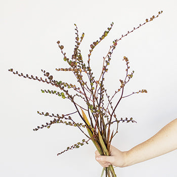 Crocosmia Pods