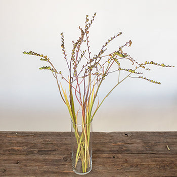 Crocosmia Pods