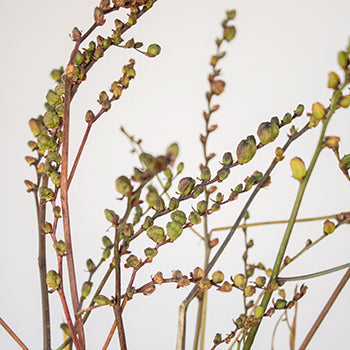 Crocosmia Pods