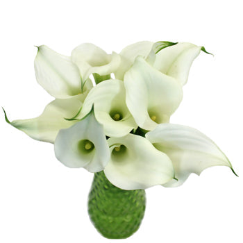 White Mini Calla Lily Flower Medium