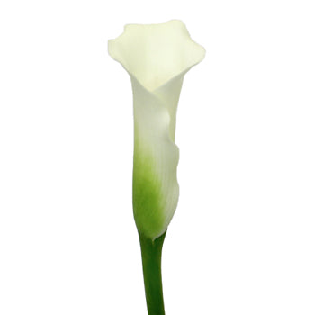 White Mini Calla Lily Flower Medium