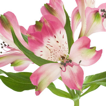 Cupido Pink alstroemeria Wholesale Stem Close up