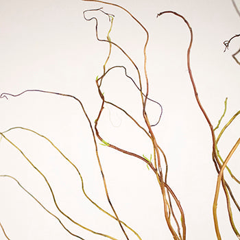 Curly Willow Branch