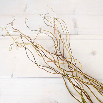 Curly Willow Branch