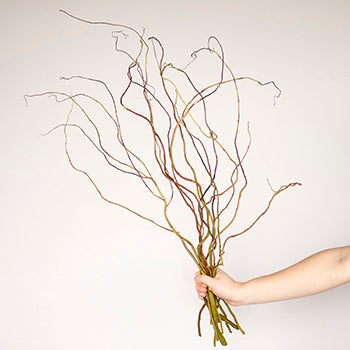 Curly Willow Branch
