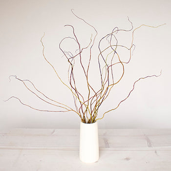 Curly Willow Branch