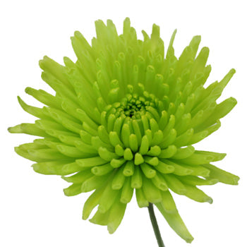 Granny Smith Green Pom Flower