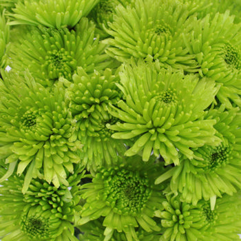Granny Smith Green Pom Flower