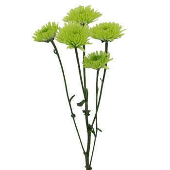 Granny Smith Green Pom Flower