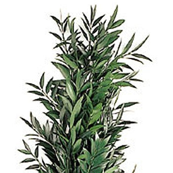 Nagi Greens Garland