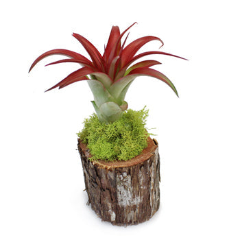 Bulk Eco Wedding Tillandsia Wood Arrangements