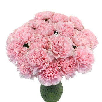 Soft Pink Fresh Carnation Flowers for Mothers Day