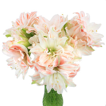 Vintage Touch Amaryllis Flower