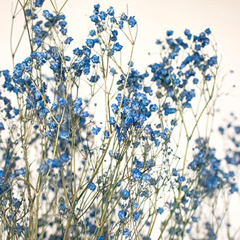 Dried Gypsophila Flower Dark Blue