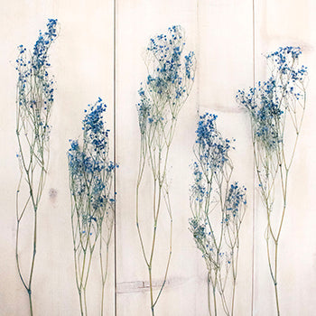 Dried Gypsophila Flower Dark Blue