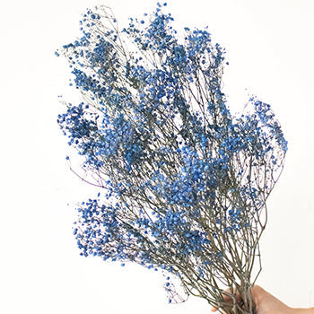 Dried Gypsophila Flower Dark Blue