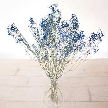 Dried Gypsophila Flower Dark Blue