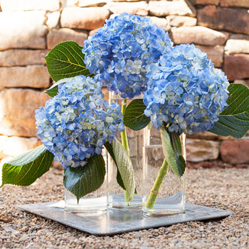Dark Blue Hydrangea Wholesale Flower Trio Centerpiece