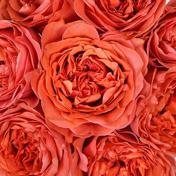 Dark Coral Garden Roses up close